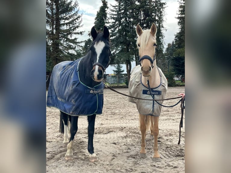 Andalusiër Merrie 5 Jaar 160 cm Palomino in Darmstadt