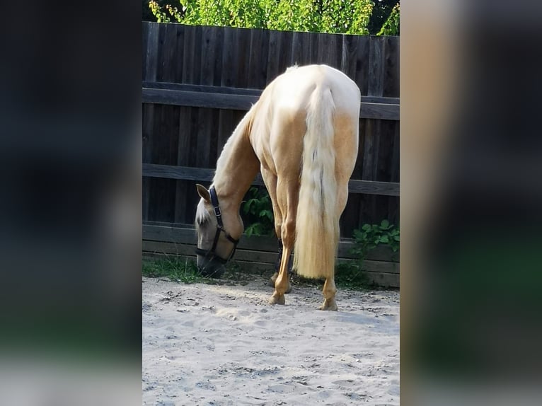 Andalusiër Merrie 5 Jaar 160 cm Palomino in Darmstadt