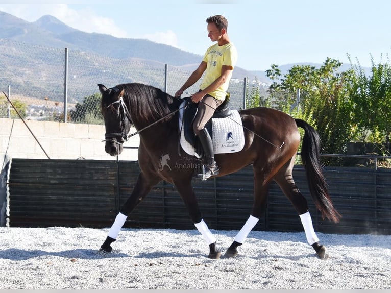 Andalusiër Merrie 5 Jaar 160 cm Zwart in Provinz Granada