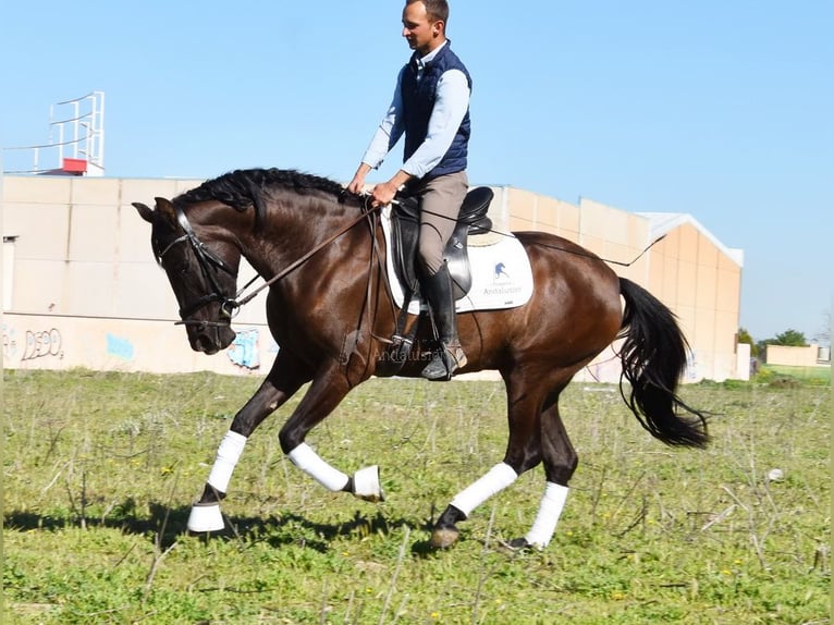 Andalusiër Merrie 5 Jaar 160 cm Zwart in Provinz Granada