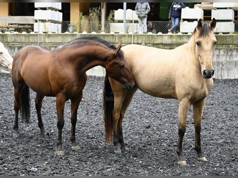 Andalusiër Merrie 5 Jaar 161 cm Falbe in Provinz Malaga