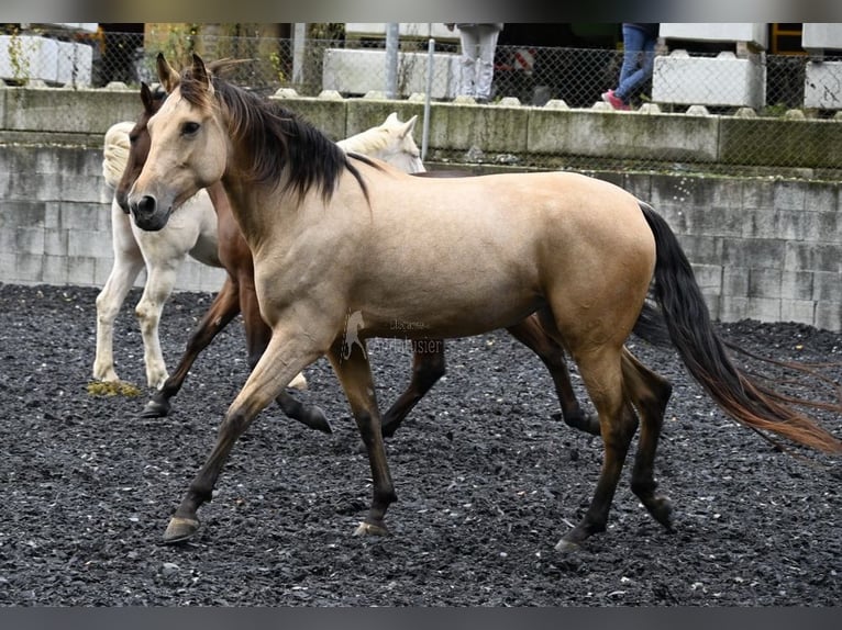 Andalusiër Merrie 5 Jaar 161 cm Falbe in Provinz Malaga