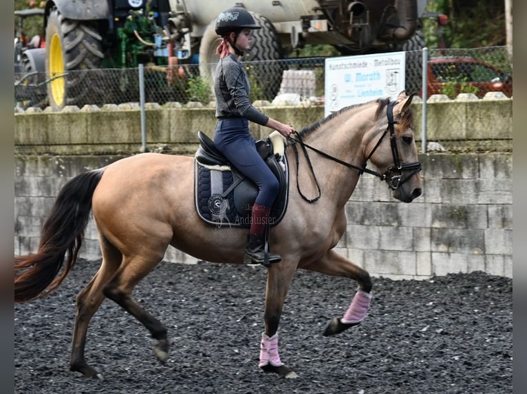 Andalusiër Merrie 5 Jaar 161 cm Falbe in Provinz Malaga