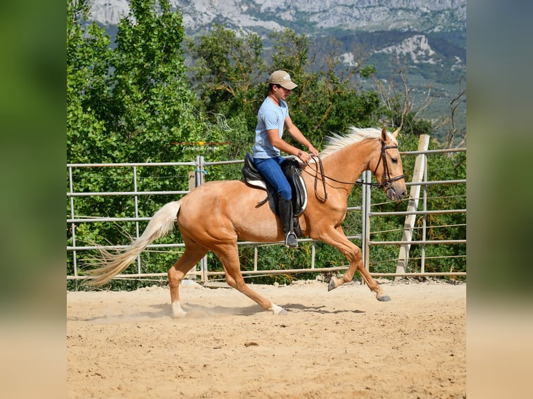 Andalusiër Merrie 5 Jaar 163 cm Palomino in Malaga