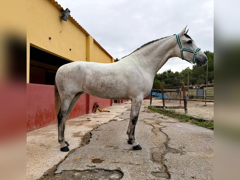Andalusiër Merrie 5 Jaar 163 cm Schimmel in Terrassa