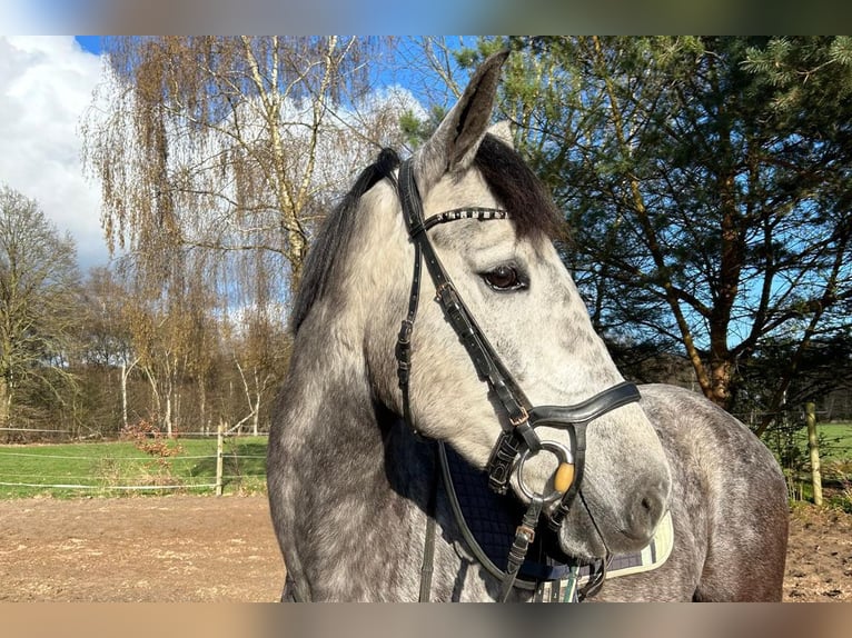 Andalusiër Merrie 5 Jaar 164 cm Zwartschimmel in Sottrum