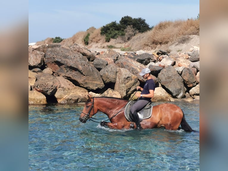 Andalusiër Merrie 6 Jaar 150 cm Bruin in Adra Almeria