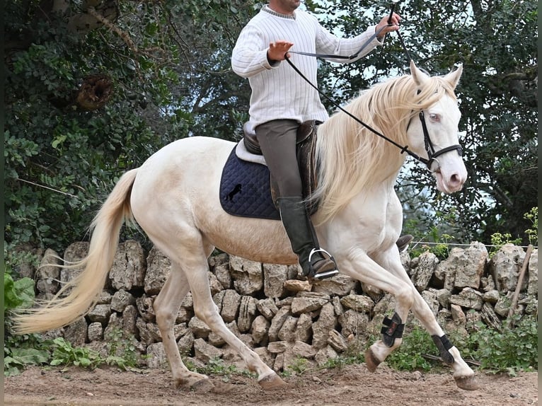 Andalusiër Merrie 6 Jaar 153 cm Cremello in Mallorca