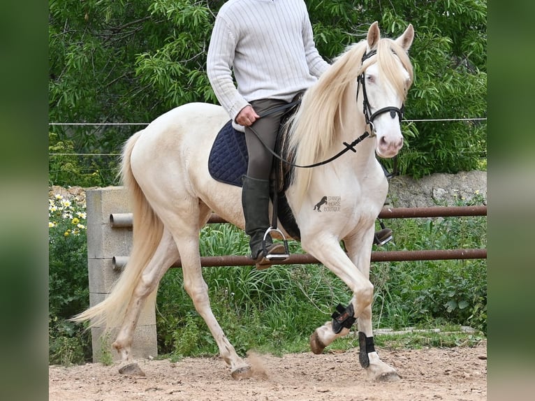 Andalusiër Merrie 6 Jaar 153 cm Cremello in Mallorca