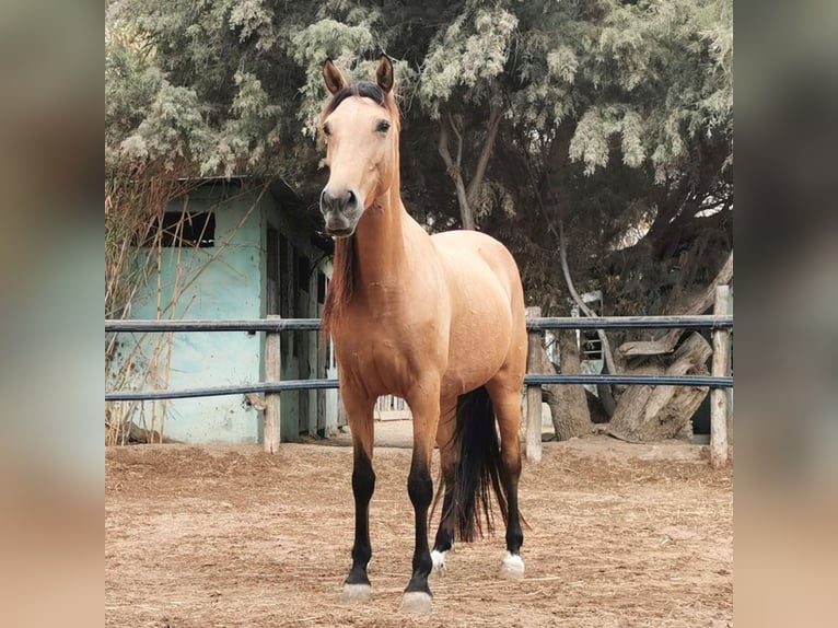 Andalusiër Merrie 6 Jaar 153 cm Falbe in Adra Almeria