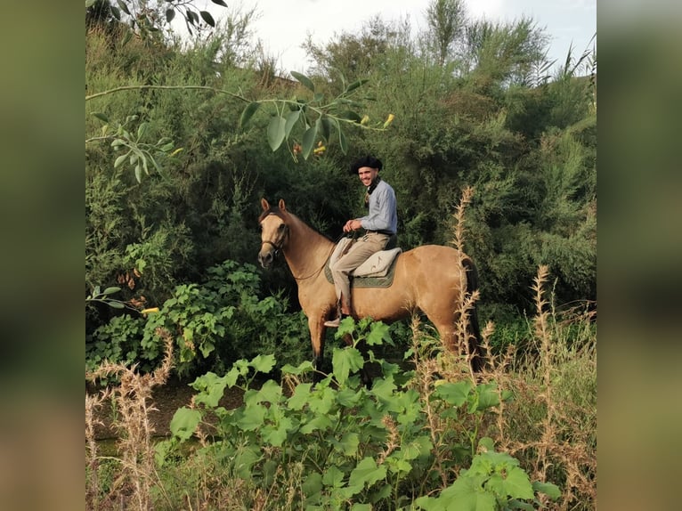 Andalusiër Merrie 6 Jaar 153 cm Falbe in Adra Almeria