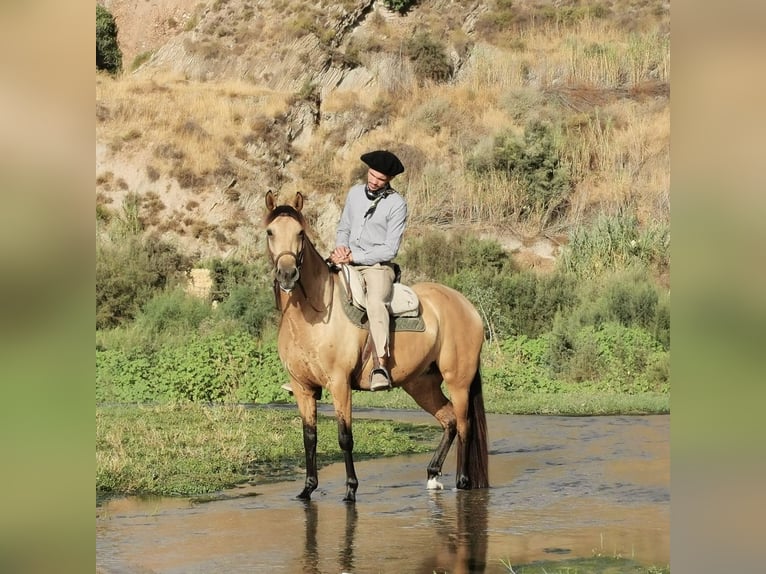 Andalusiër Merrie 6 Jaar 153 cm Falbe in Adra Almeria