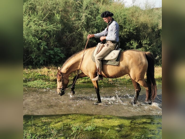 Andalusiër Merrie 6 Jaar 153 cm Falbe in Adra Almeria