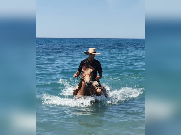 Andalusiër Merrie 6 Jaar 153 cm Falbe in Adra Almeria