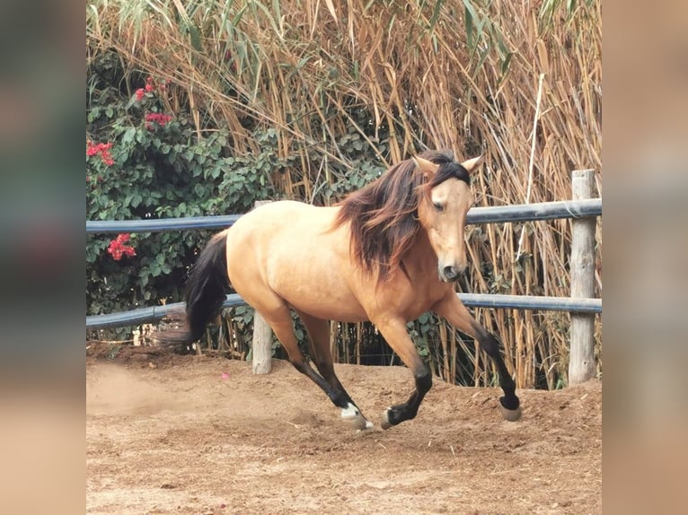 Andalusiër Merrie 6 Jaar 153 cm Falbe in Adra Almeria