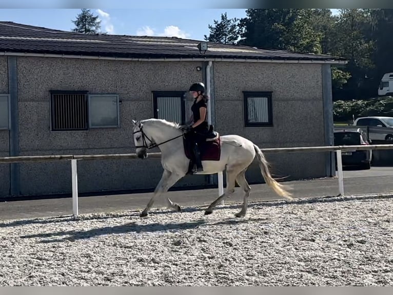 Andalusiër Merrie 6 Jaar 153 cm Schimmel in Neustadt (Wied)