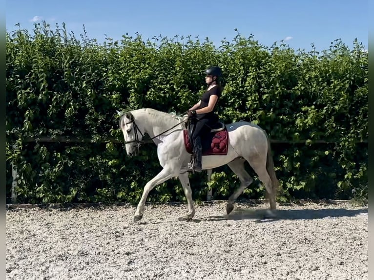 Andalusiër Merrie 6 Jaar 153 cm Schimmel in Neustadt (Wied)