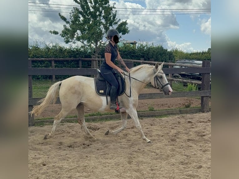 Andalusiër Mix Merrie 6 Jaar 155 cm Palomino in Daleiden