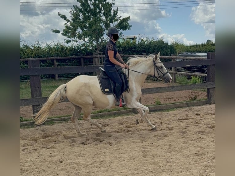 Andalusiër Mix Merrie 6 Jaar 155 cm Palomino in Daleiden