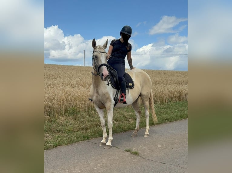 Andalusiër Mix Merrie 6 Jaar 155 cm Palomino in Daleiden