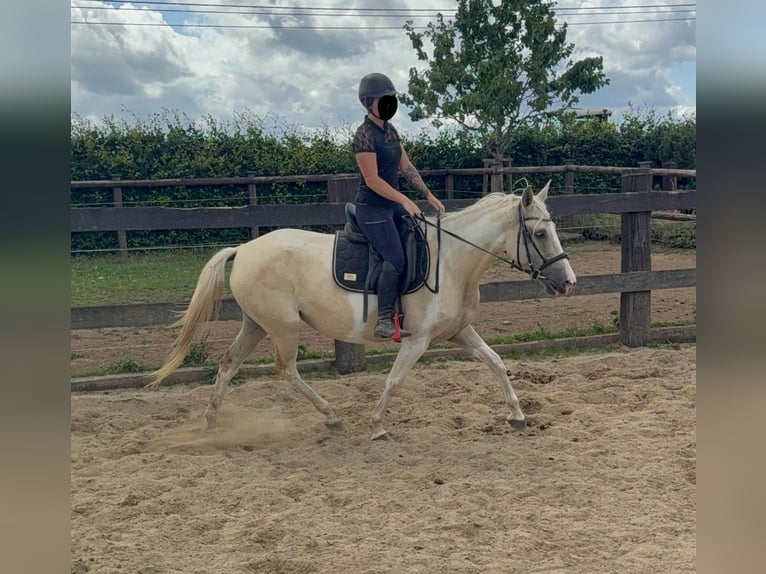 Andalusiër Mix Merrie 6 Jaar 155 cm Palomino in Daleiden