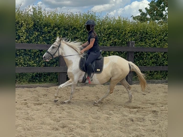 Andalusiër Mix Merrie 6 Jaar 155 cm Palomino in Daleiden