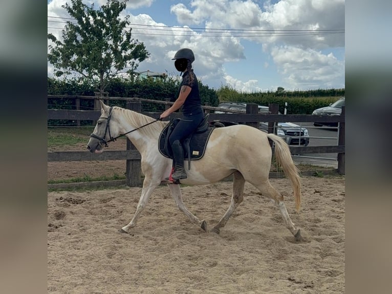 Andalusiër Mix Merrie 6 Jaar 155 cm Palomino in Daleiden