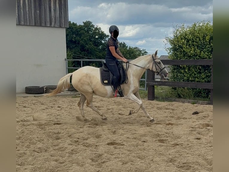 Andalusiër Mix Merrie 6 Jaar 155 cm Palomino in Daleiden