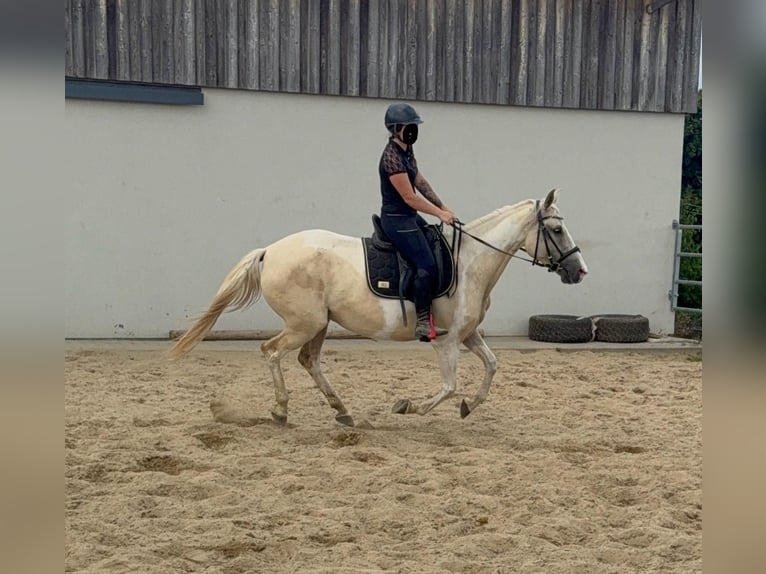 Andalusiër Mix Merrie 6 Jaar 155 cm Palomino in Daleiden