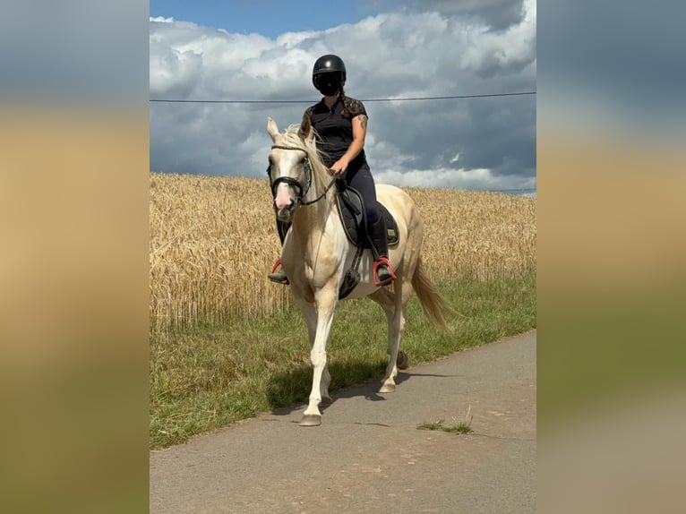 Andalusiër Mix Merrie 6 Jaar 155 cm Palomino in Daleiden