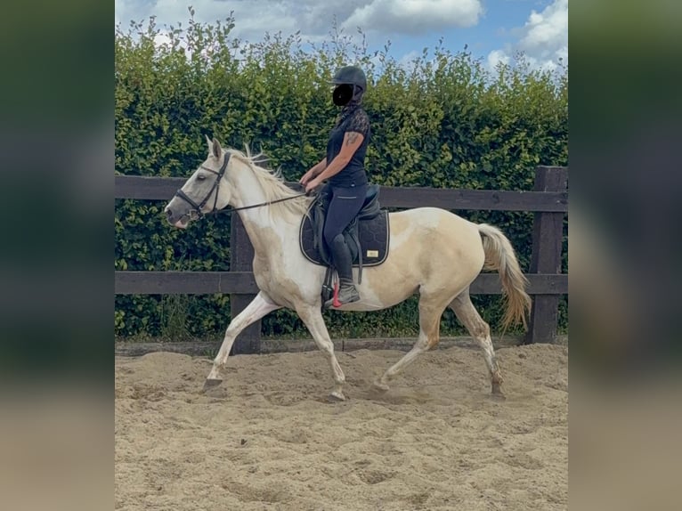 Andalusiër Mix Merrie 6 Jaar 155 cm Palomino in Daleiden