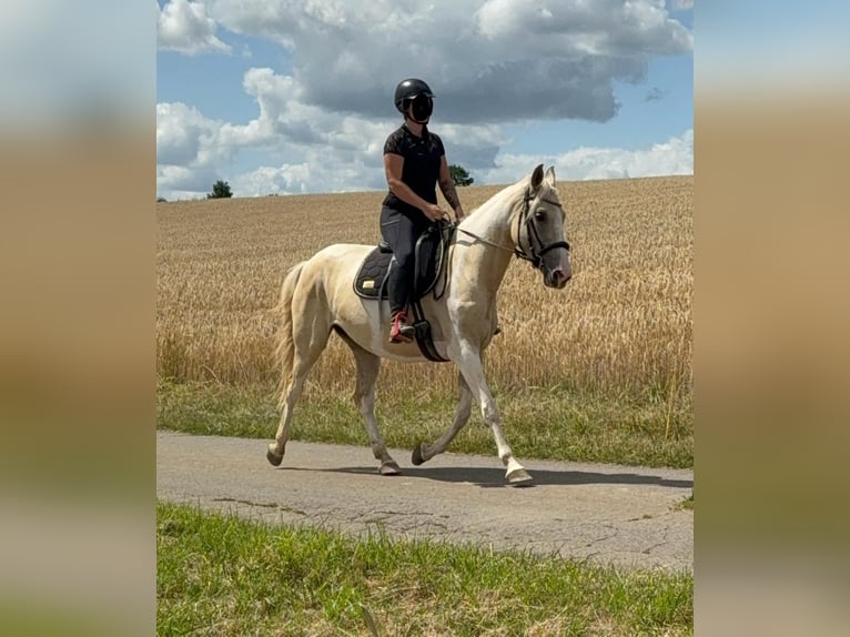 Andalusiër Mix Merrie 6 Jaar 155 cm Palomino in Daleiden