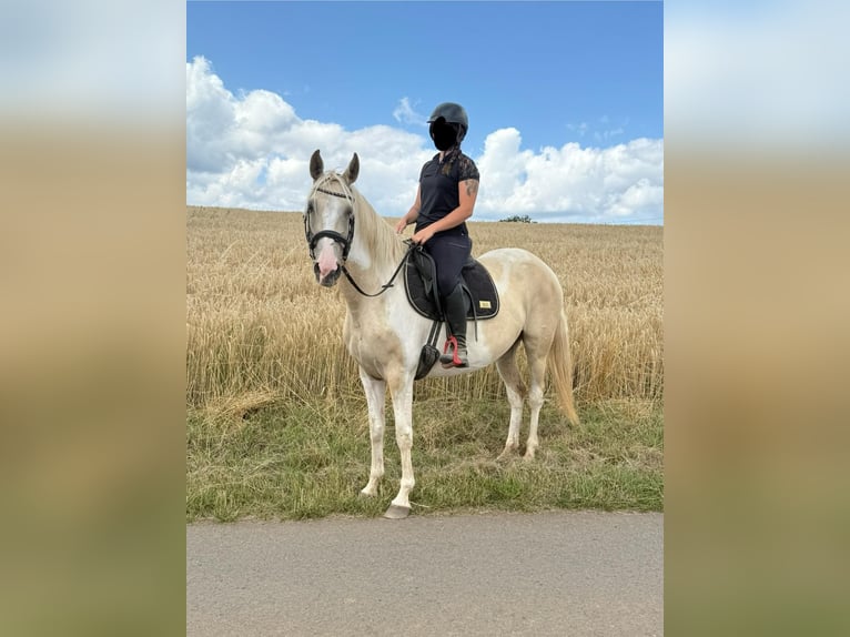 Andalusiër Mix Merrie 6 Jaar 155 cm Palomino in Daleiden