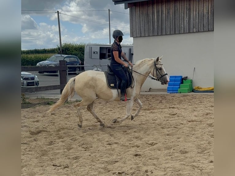 Andalusiër Mix Merrie 6 Jaar 155 cm Palomino in Daleiden