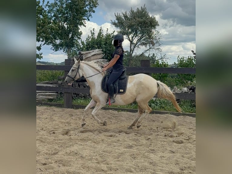 Andalusiër Mix Merrie 6 Jaar 155 cm Palomino in Daleiden