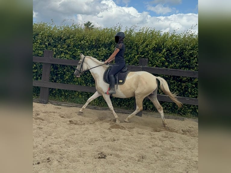 Andalusiër Mix Merrie 6 Jaar 155 cm Palomino in Daleiden