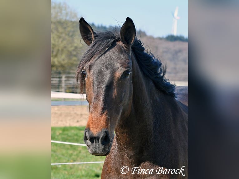 Andalusiër Merrie 6 Jaar 156 cm Bruin in Wiebelsheim