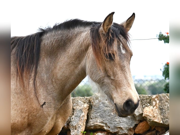 Andalusiër Merrie 6 Jaar 156 cm Falbe in Mallorca