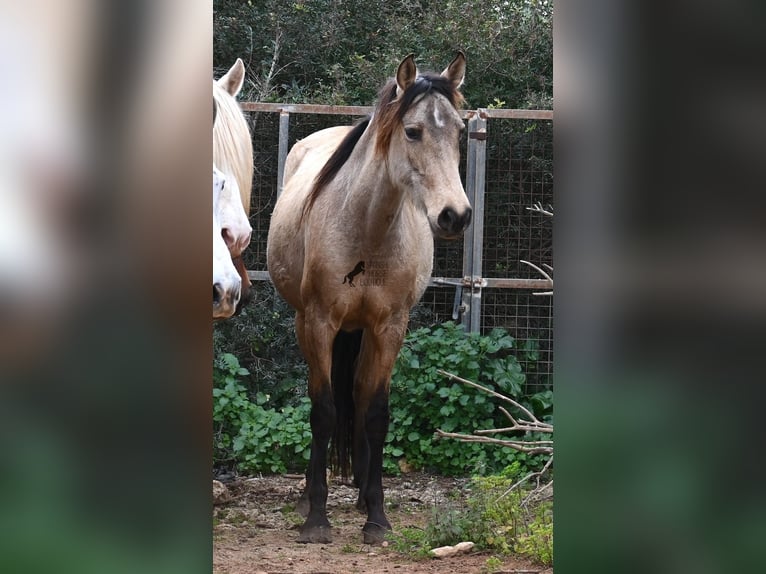 Andalusiër Merrie 6 Jaar 156 cm Falbe in Mallorca