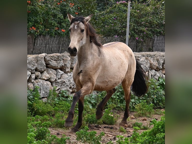 Andalusiër Merrie 6 Jaar 156 cm Falbe in Mallorca