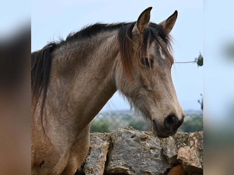 Andalusiër Merrie 6 Jaar 156 cm Falbe in Mallorca