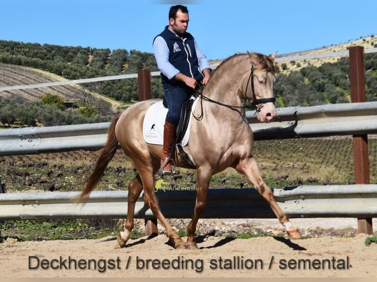 Andalusiër Merrie 6 Jaar 156 cm Palomino in Provinz Cordoba