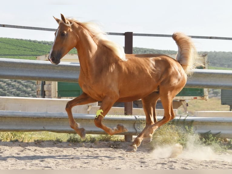 Andalusiër Merrie 6 Jaar 156 cm Palomino in Provinz Cordoba
