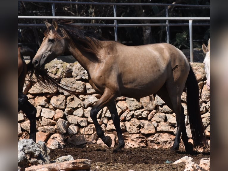 Andalusiër Merrie 6 Jaar 157 cm Falbe in Mallorca