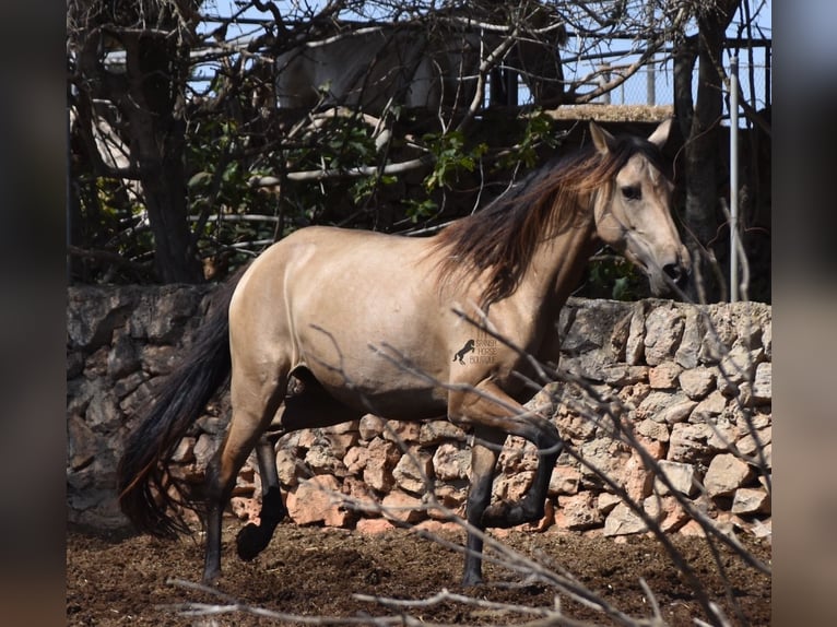 Andalusiër Merrie 6 Jaar 157 cm Falbe in Mallorca