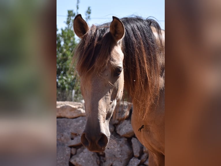 Andalusiër Merrie 6 Jaar 157 cm Falbe in Mallorca