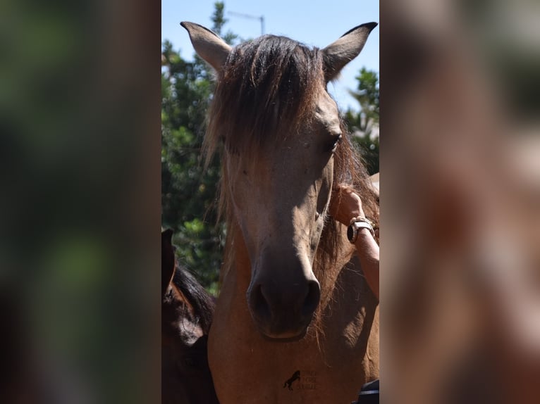 Andalusiër Merrie 6 Jaar 157 cm Falbe in Mallorca