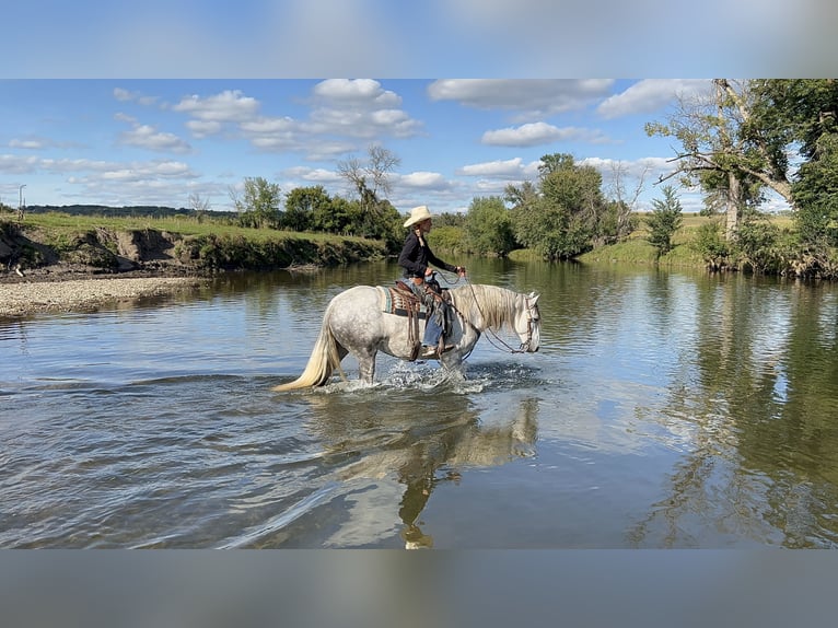 Andalusiër Mix Merrie 6 Jaar 157 cm Schimmel in Chatfield