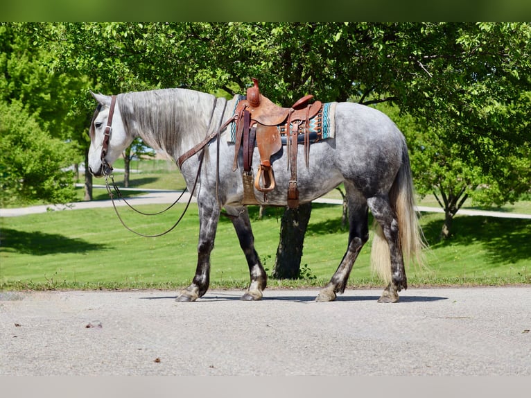 Andalusiër Mix Merrie 6 Jaar 157 cm Schimmel in Chatfield