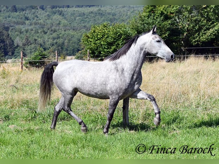 Andalusiër Merrie 6 Jaar 157 cm Schimmel in Wiebelsheim